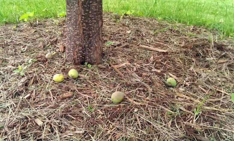 Meyveler neden dökülür