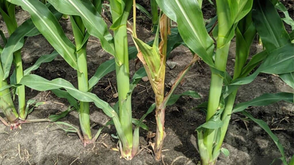 Mısırda Kök Boğazı Çürüklüğü