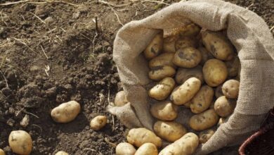 Patates kanseri ile mücadele