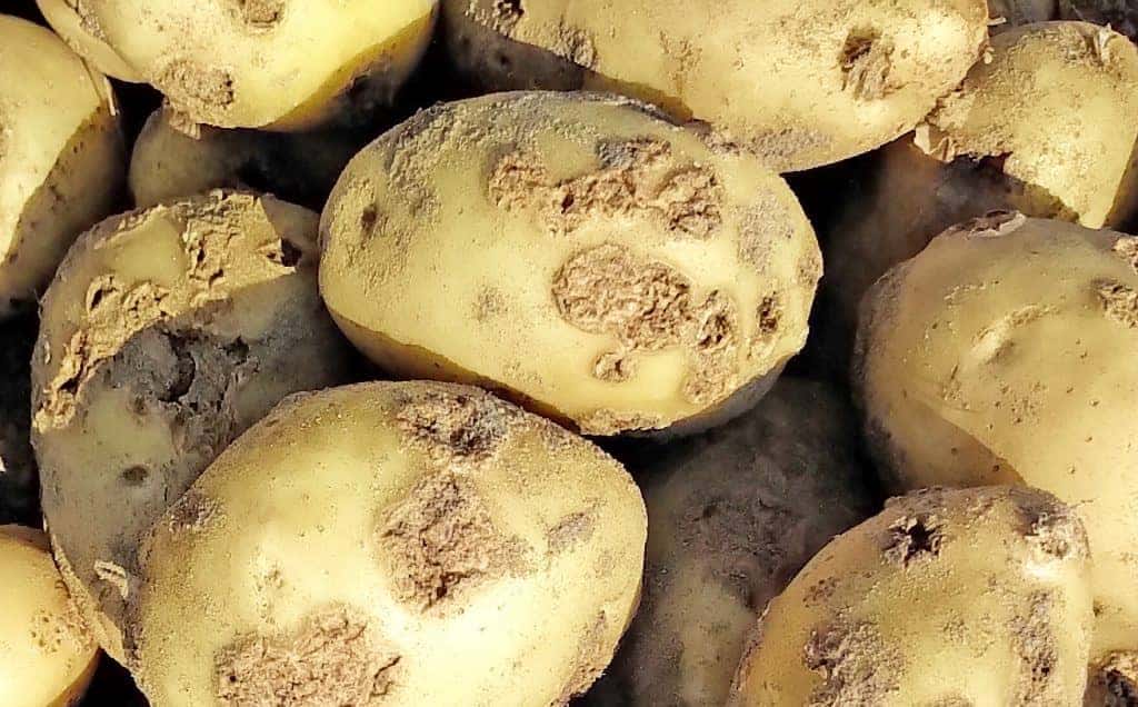 Patates Siğil Hastalığı