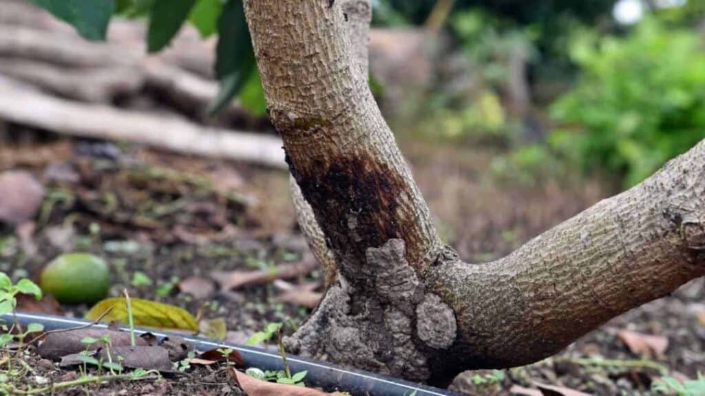 Kök çürüklüğü ile kültürel mücadele