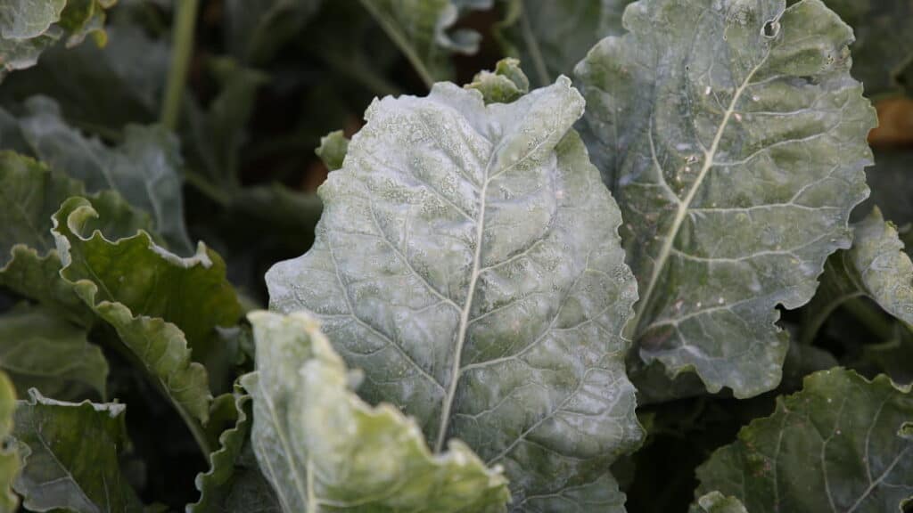 Şeker Pancarı Küllemesi