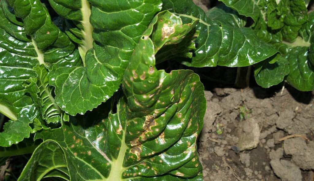 Şeker Pancarı Yaprak Leke Hastalığı