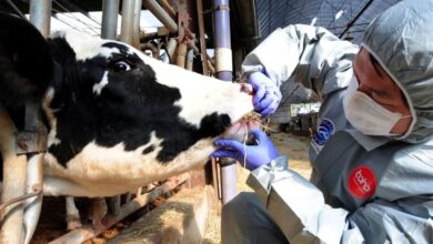 Sığır enfeksiyon hastalıkları