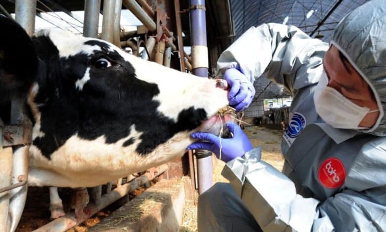 Sığır enfeksiyon hastalıkları