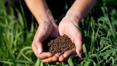 Taban gübresi nedir, ne zaman uygulanır?