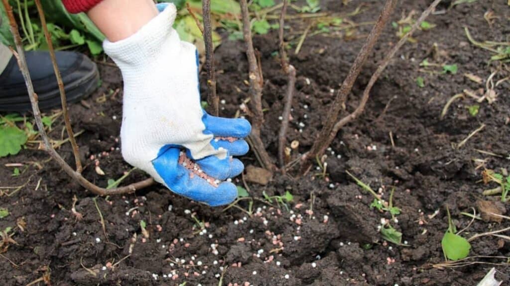 Taban gübre faydaları