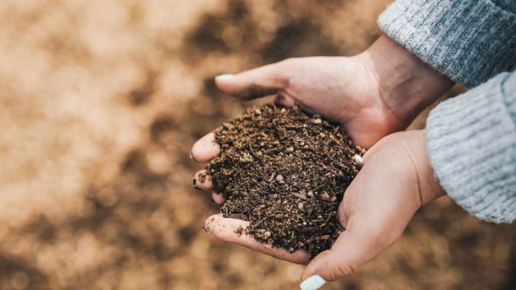 Taban gübresi tanımı