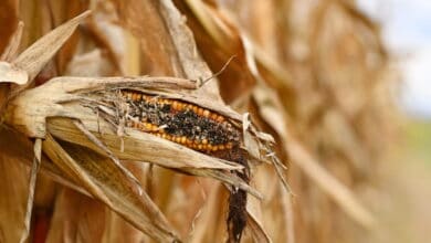 Tarla bitkileri hastalıkları ve mücadele yöntemleri