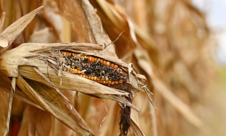 Tarla bitkileri hastalıkları ve mücadele yöntemleri