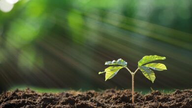 Yaprak gübresi nedir, nasıl uygulanır?