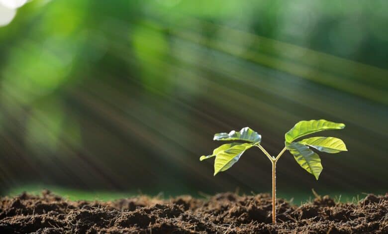 Yaprak gübresi nedir, nasıl uygulanır?