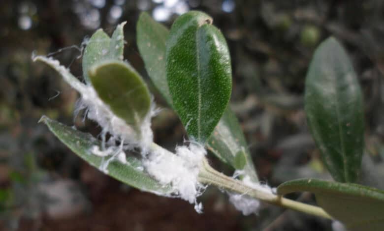Zeytin pamuklu biti ile mücadele