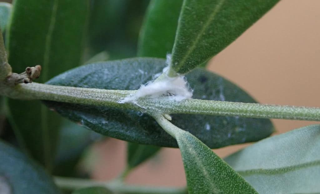 Zeytin dalında pamuklu biti zararı