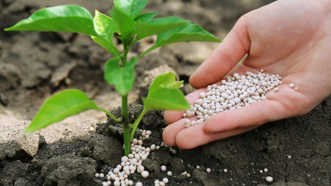 Bitki gelişimi için toprağın pH'ını düşüren Amonyum sülfat
