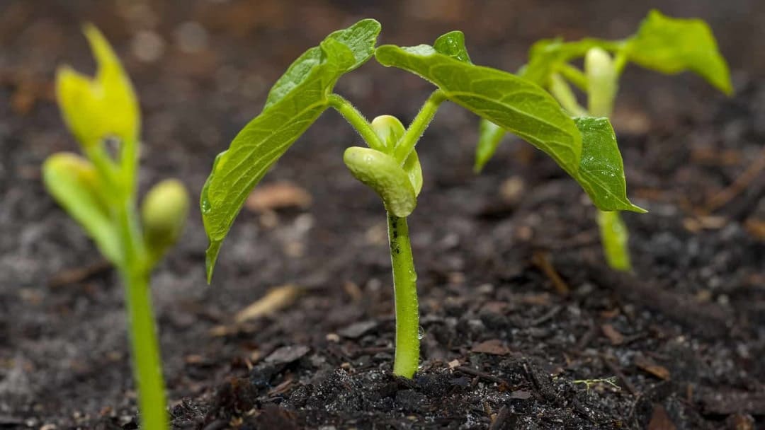 Kompostun bitkilere faydası