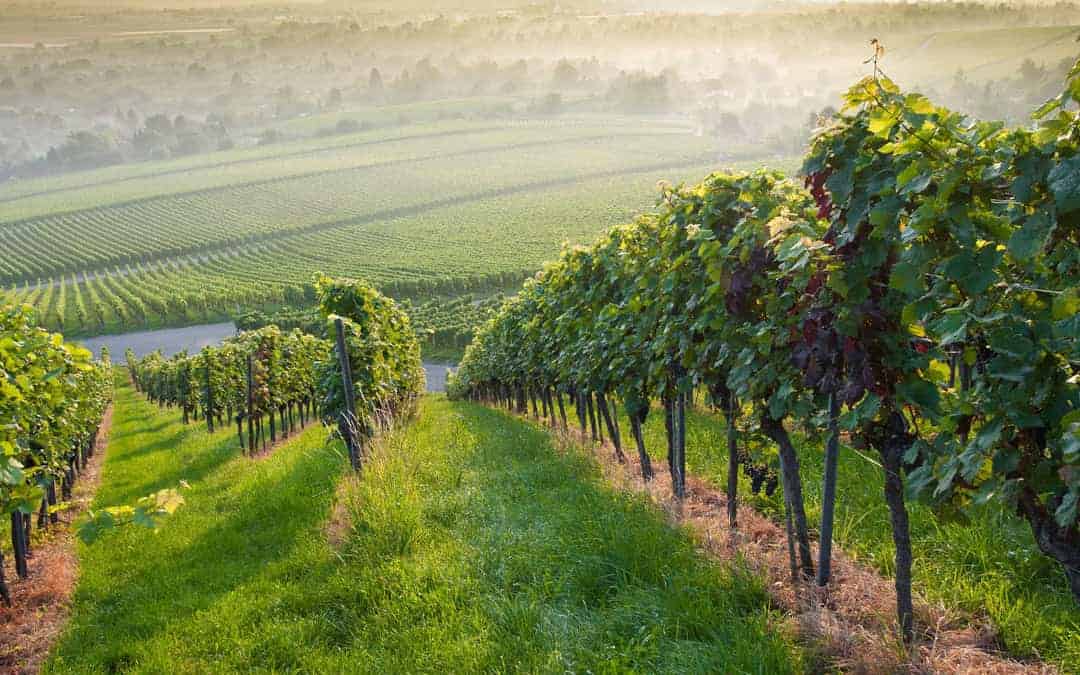 Üzüm bağında şeker gübresi kullanımı