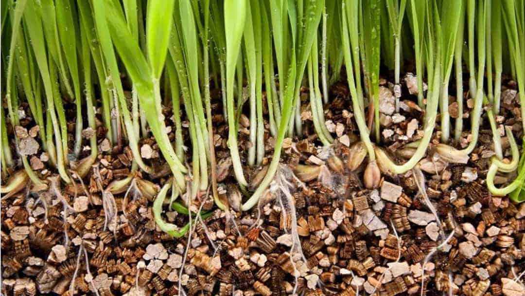 Bitki yetiştiriciliğinde vermikülit kullanımı