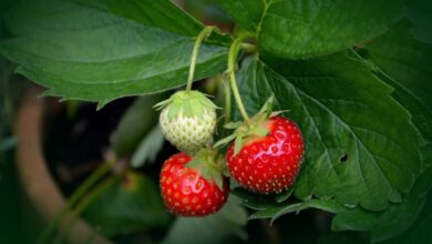 Çilek Hastalıkları ve Zararlıları ile Mücadele Yöntemleri