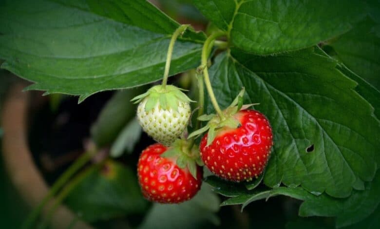 Çilek Hastalıkları ve Zararlıları ile Mücadele Yöntemleri