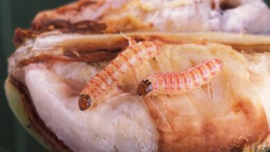 Pamuk pembekurt mücadelesi