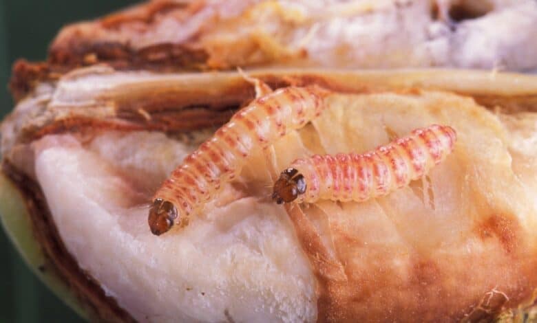 Pamuk pembekurt mücadelesi