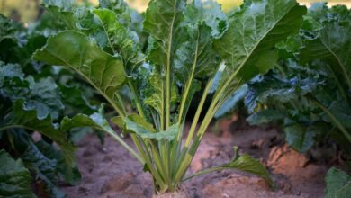 Şeker Pancarında Yabancı Ot Sorunu ve Mücadelesi