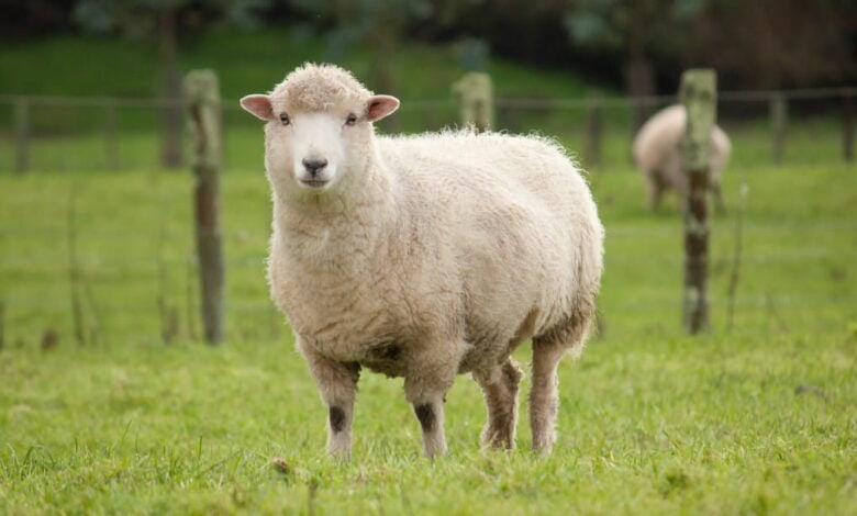 Toklu koyun besiciliği
