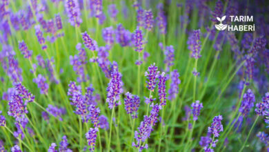 Edirne 8. Tarla Günleri