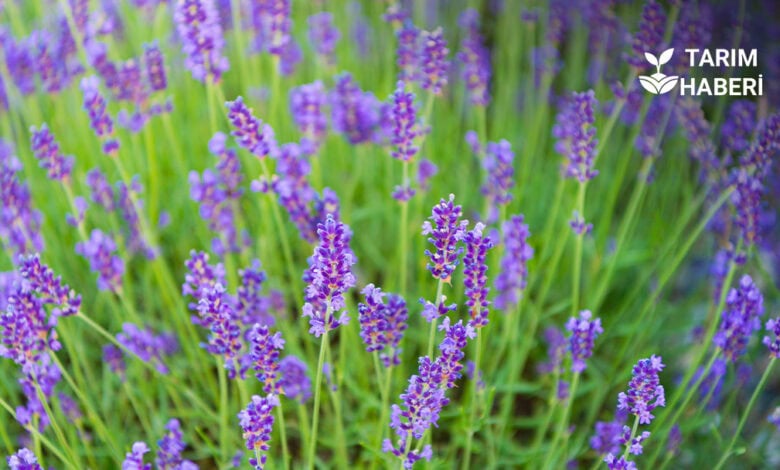 Edirne 8. Tarla Günleri