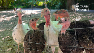 Eskişehir'de hayvancılıkta embriyo aktarımı dönemi