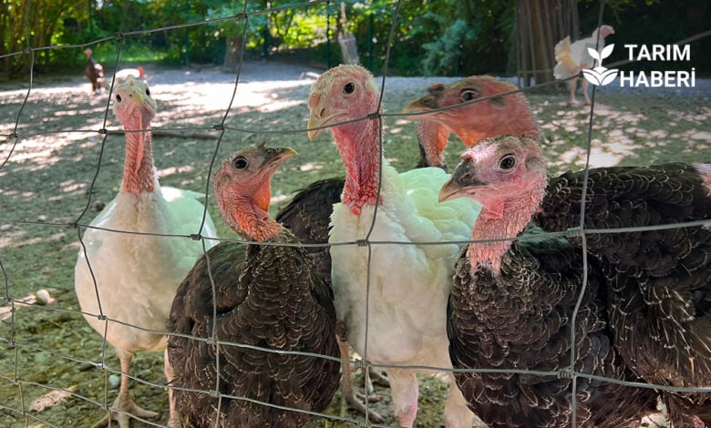 Eskişehir'de hayvancılıkta embriyo aktarımı dönemi