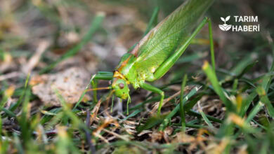 Hakkari çekirge istilası altında