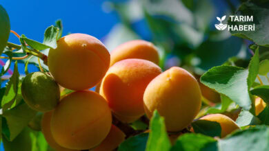 Iğdır Üniversite'nde kayısı hasadı etkinliği