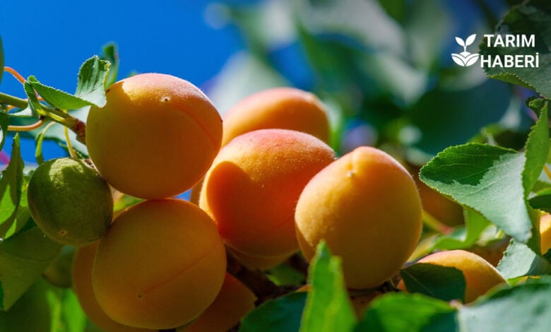 Iğdır Üniversite'nde kayısı hasadı etkinliği