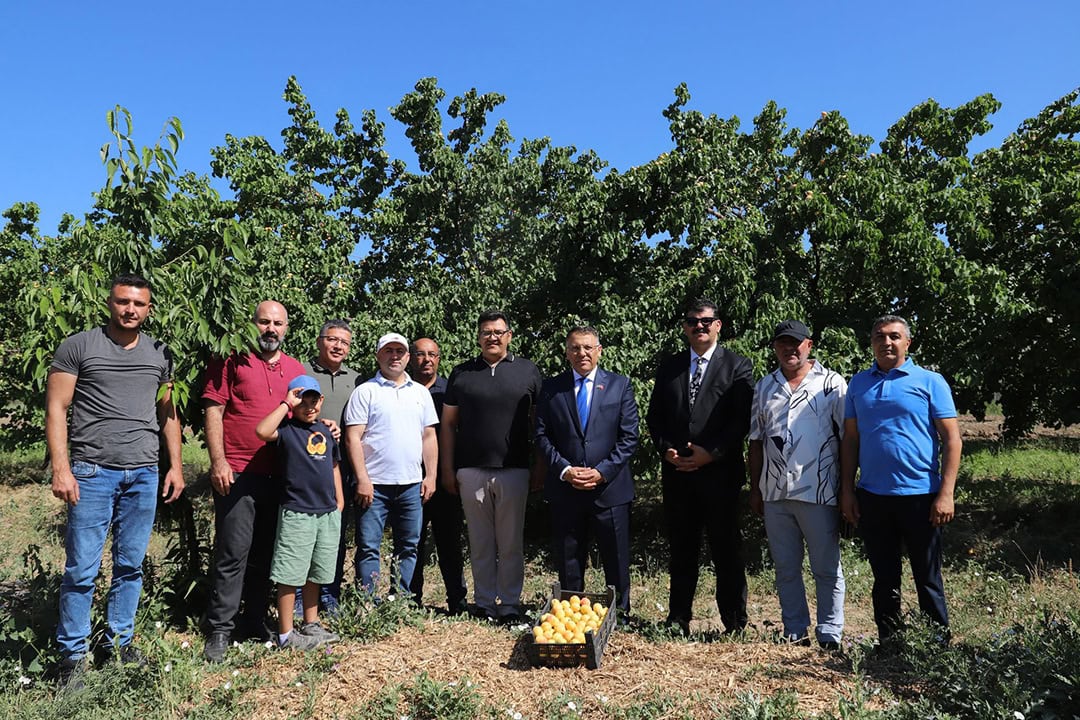 Iğdır Üniversitesi Kayısı hasadı etkinliği