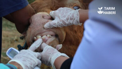 Şap hastalığı ve karantina önlemleri