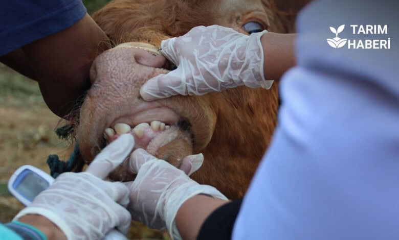 Şap hastalığı ve karantina önlemleri