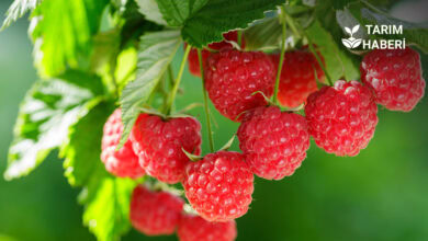 Ahududu yetiştiriciliği