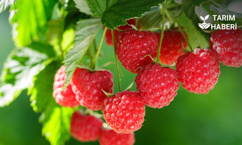 Ahududu yetiştiriciliği