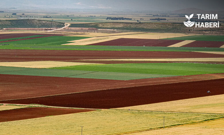Amik Ovası'nda mısır hasadı