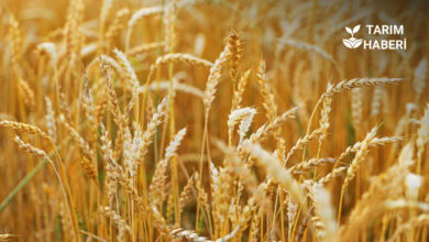 Antalya hibe buğday projesi