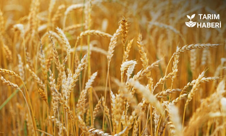 Antalya hibe buğday projesi