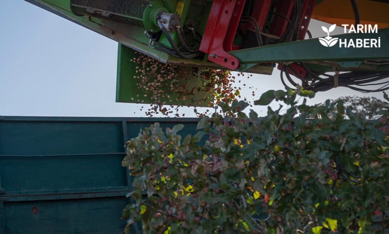 Antep fıstığında kuraklık etkisi verim düşük fiyat yüksek