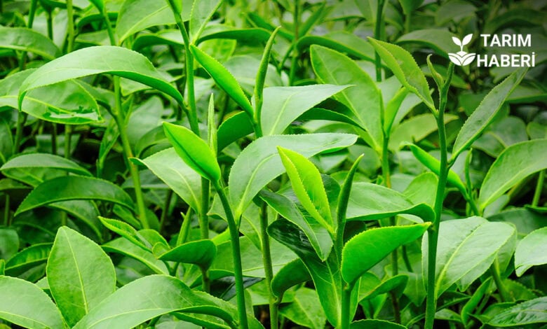 Çaykur'un yeni zammı çay fiyatlarını etkiledi