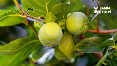 Cennet hurması yetiştiriciliği
