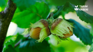 Düzce'de fındık hasadı başladı