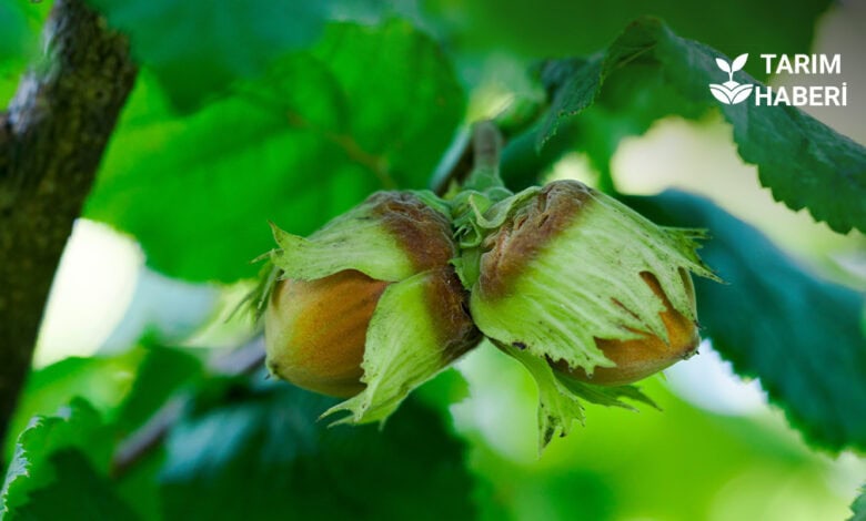 Düzce'de fındık hasadı başladı