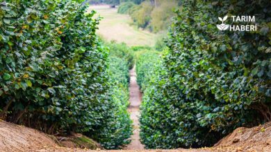 Giresun fındık ve patoz işçileri günlük yevmiyesi güncellendi