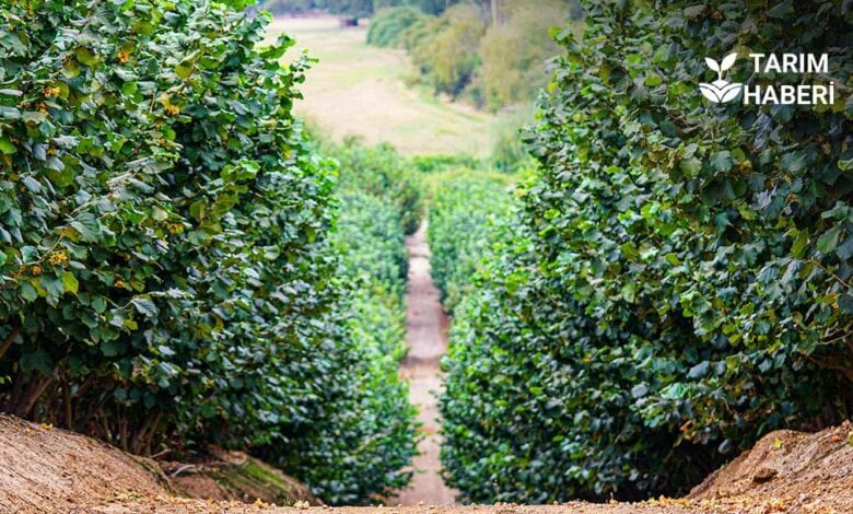 Giresun fındık ve patoz işçileri günlük yevmiyesi güncellendi